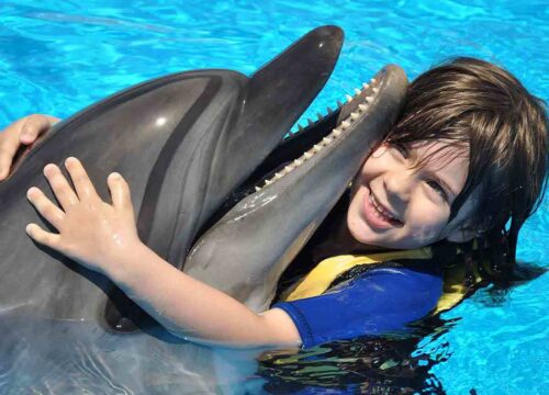 Dolphin show